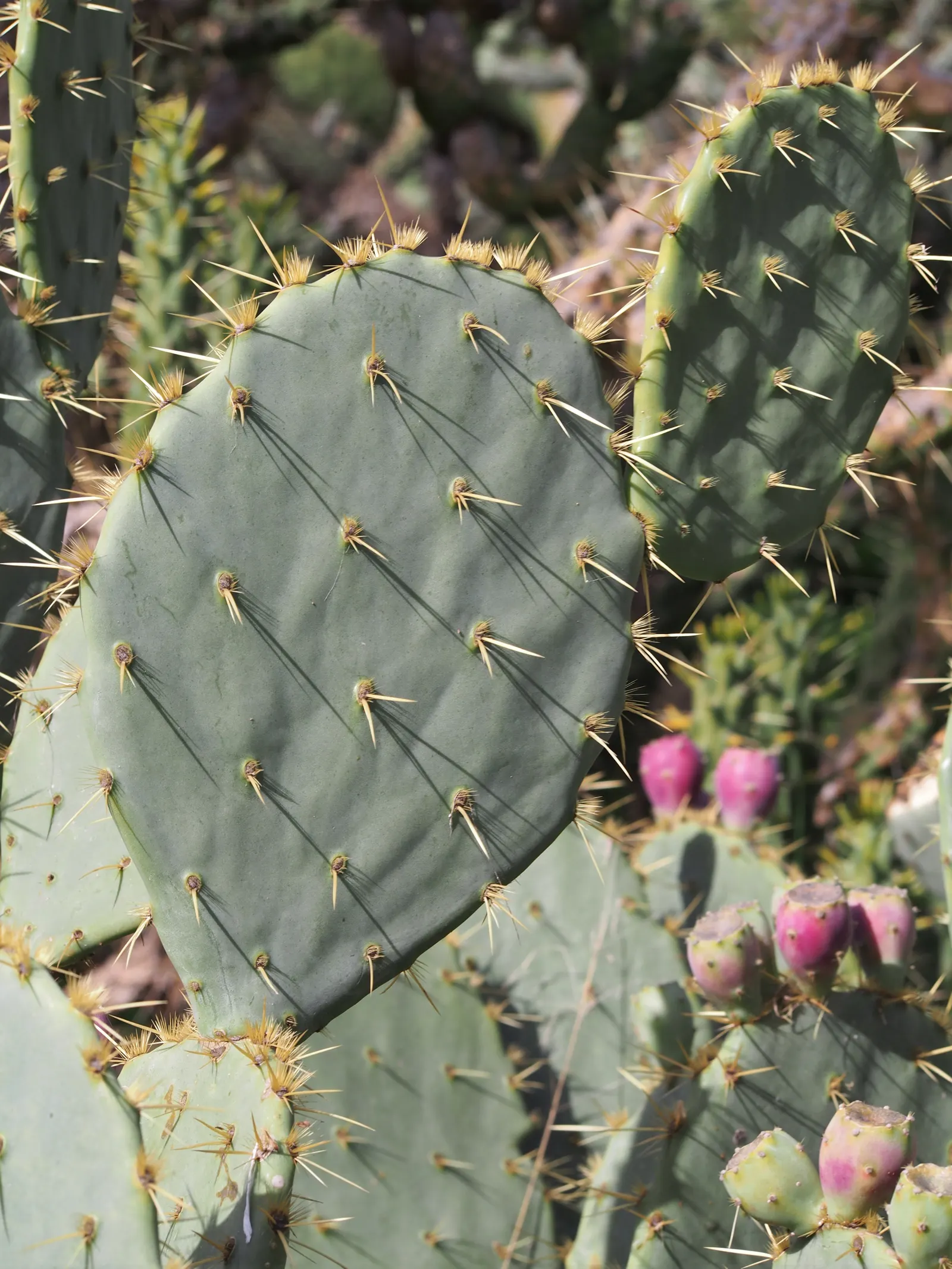 Engelmann's Prickly Pear (Opuntia Engelmannii) — allowing each plant about 4 to 6 feet apart to accommodate their growth and ease maintenance; drought-tolerant