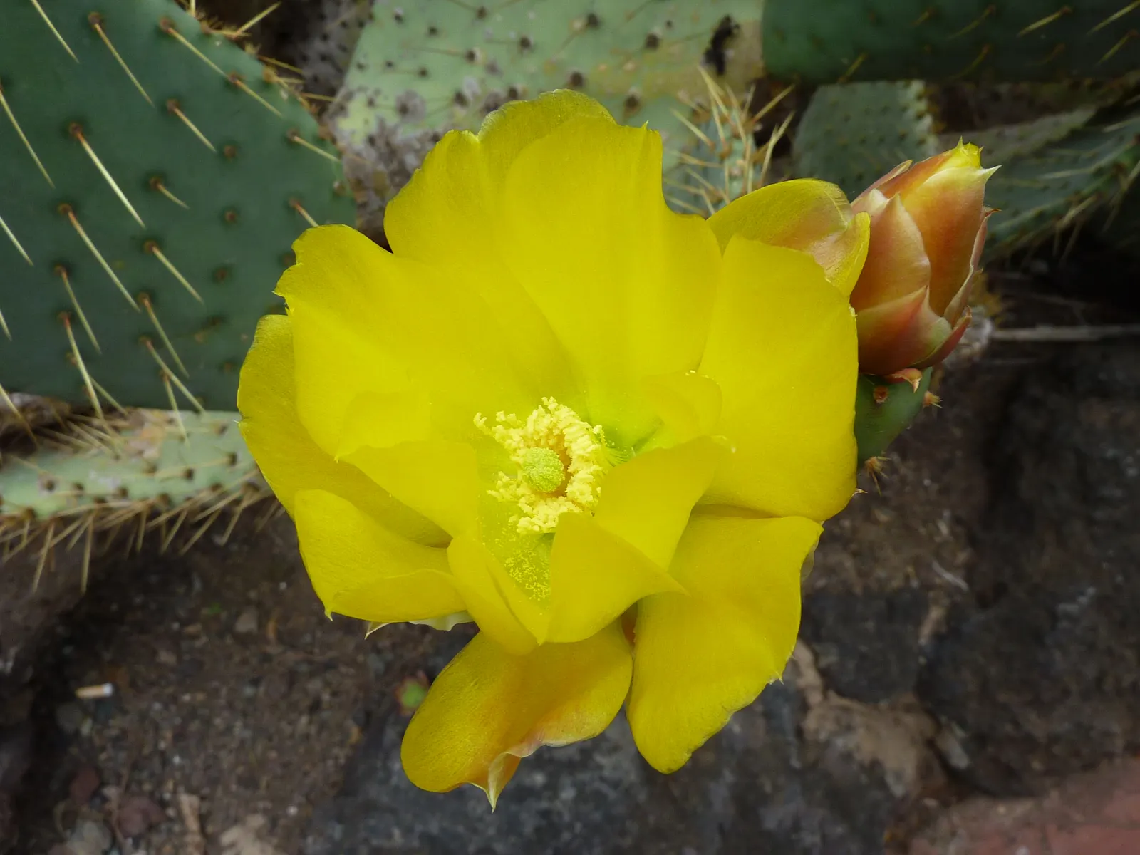 Engelmann's Prickly Pear (Opuntia Engelmannii) — Its architectural form and resilient nature make it an excellent choice for water-wise gardens