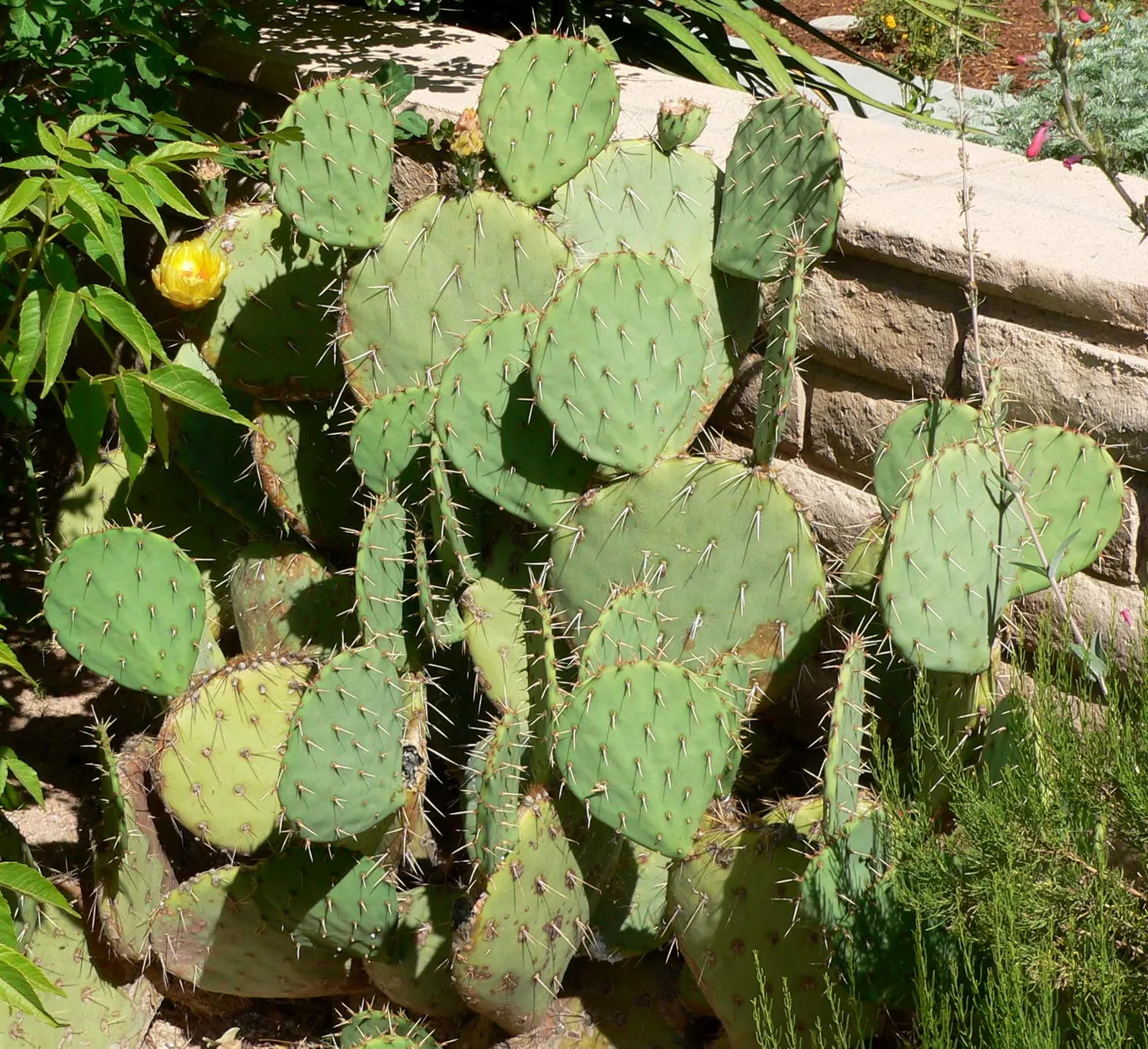 Engelmann's Prickly Pear (Opuntia Engelmannii) — Its low maintenance nature and drought tolerance make it a practical, attractive choice for water-wise