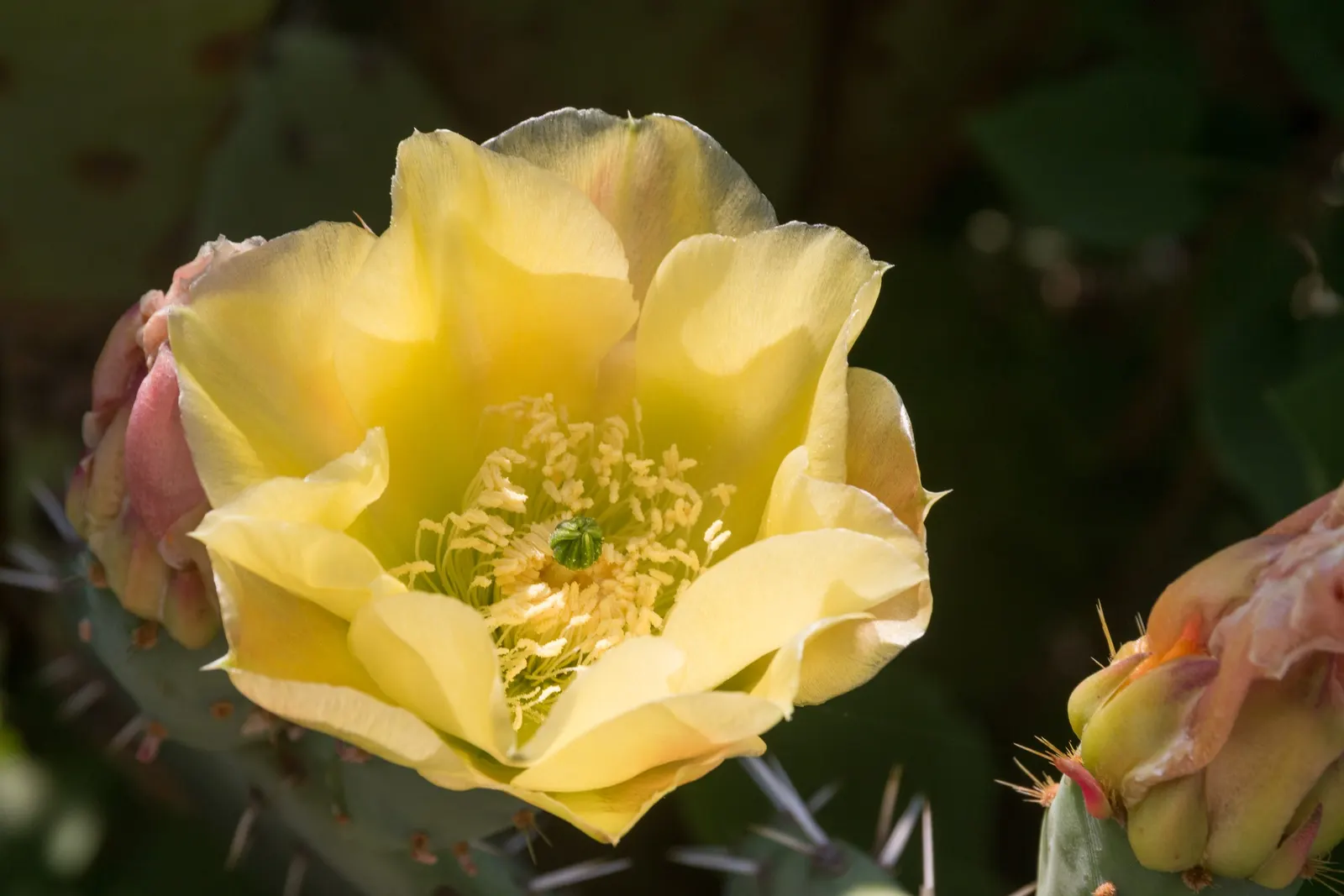 Engelmann's Prickly Pear (Opuntia Engelmannii) — cactus with yellow blooms; these flowers are around 2 to 3 inches in diameter