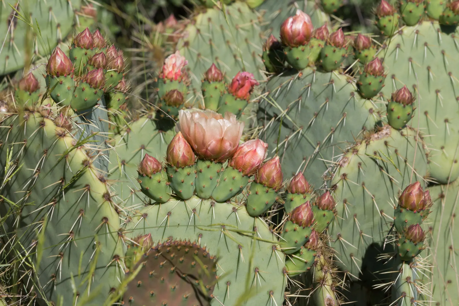 Engelmann's Prickly Pear (Opuntia Engelmannii) — where it can serve both an aesthetic and functional role in the garden.<br><br>[Word Count: 209]; this species