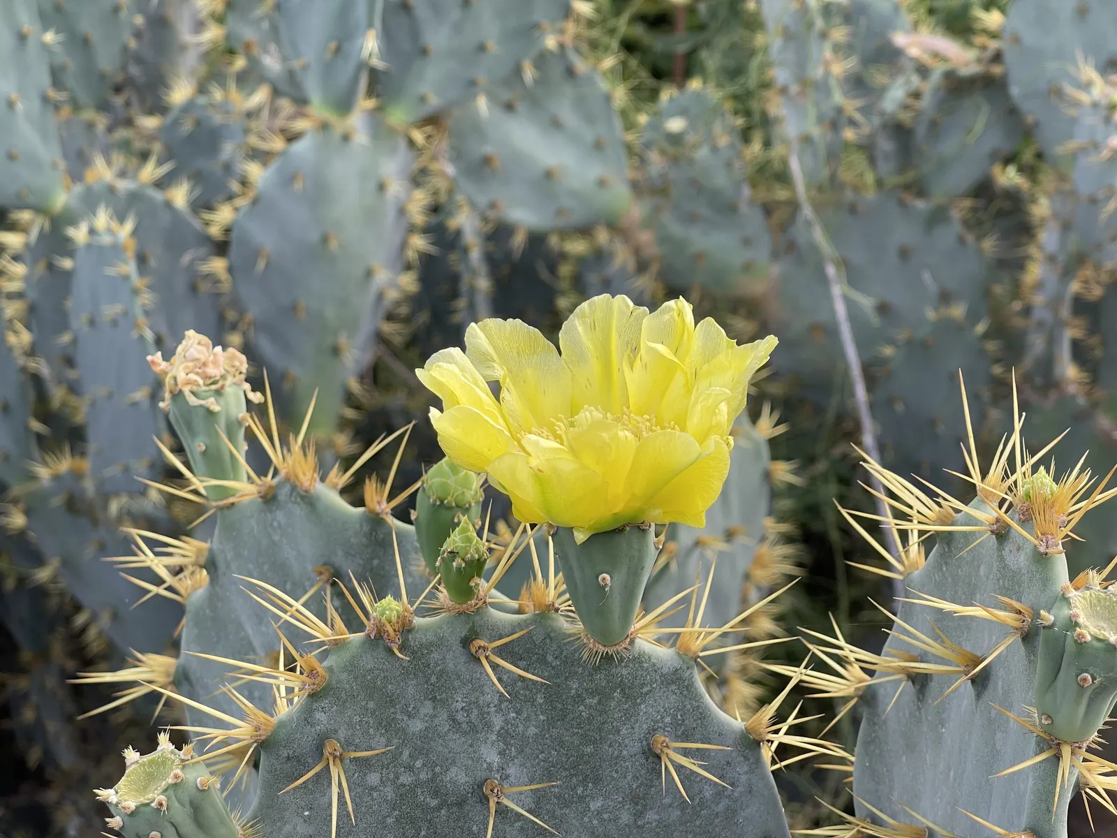 Engelmann's Prickly Pear (Opuntia Engelmannii) — it thrives in full sun with minimal water, image 32