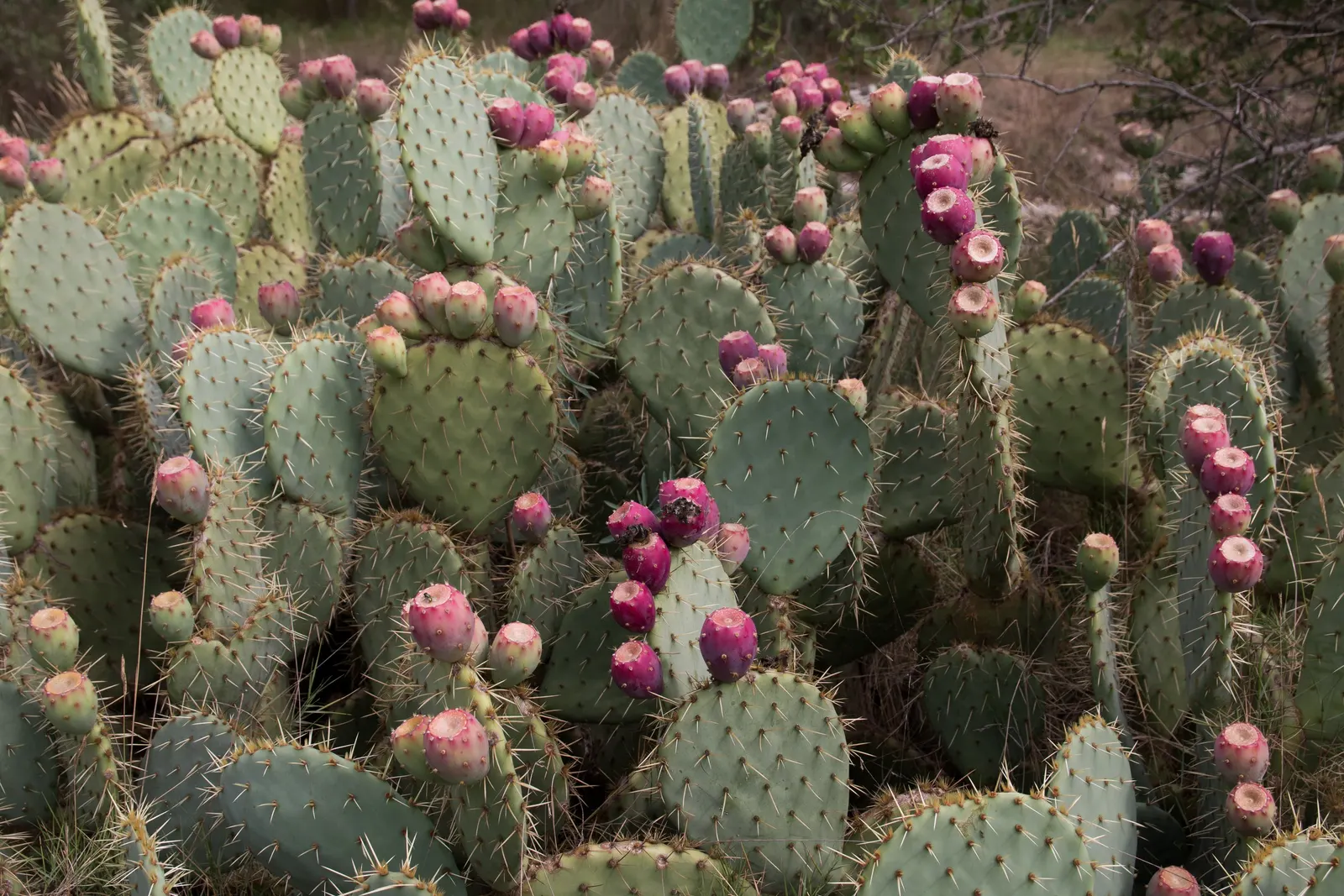 Engelmann's Prickly Pear (Opuntia Engelmannii) — this species bears showy yellow flowers