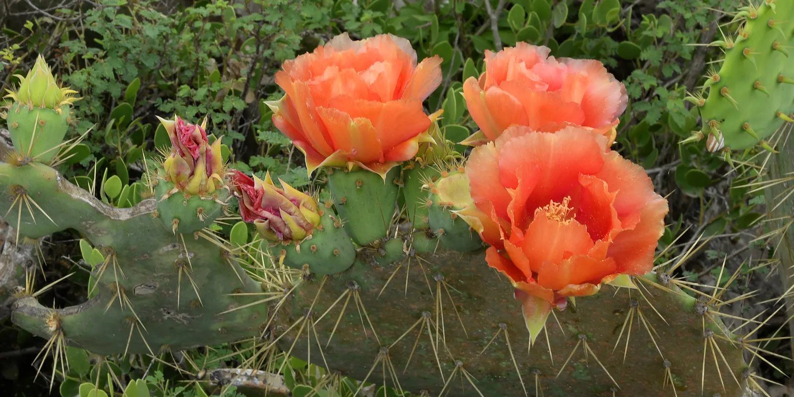 Engelmann's Prickly Pear (Opuntia Engelmannii) — typical of its native arid landscapes.<br><br>Characteristically; cactus for full