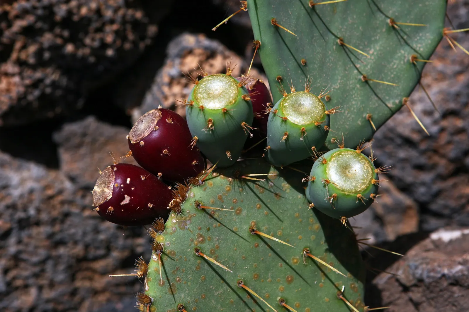 Engelmann's Prickly Pear (Opuntia Engelmannii) — which can grow up to 16 inches in length and about 6 to 12 inches across