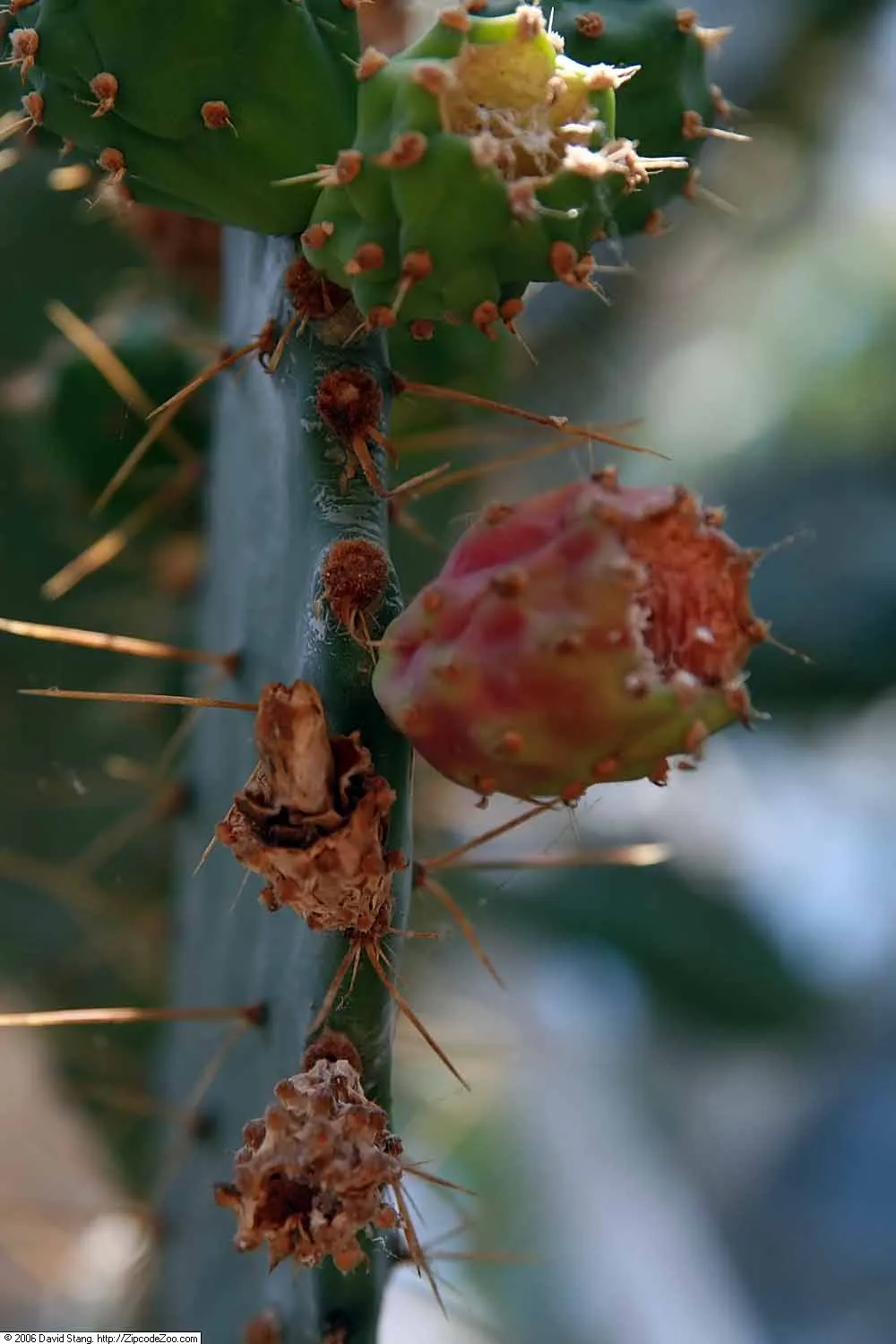 Engelmann's Prickly Pear (Opuntia Engelmannii) — These flowers are around 2 to 3 inches in diameter; scientifically named Opuntia engelmannii, image 98