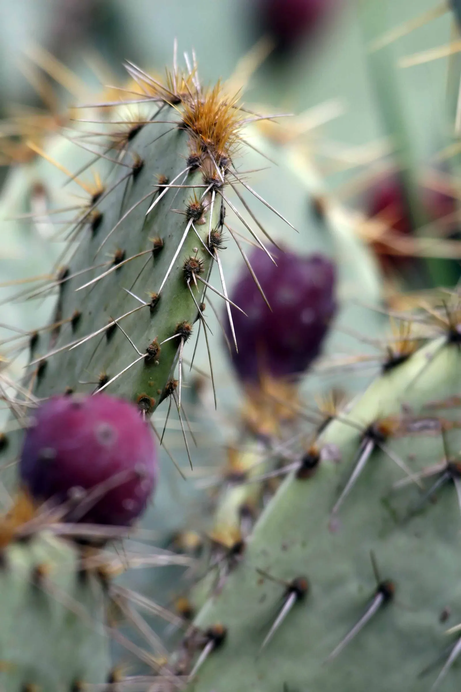 Engelmann's Prickly Pear (Opuntia Engelmannii) — and desert-themed landscapes, image 77