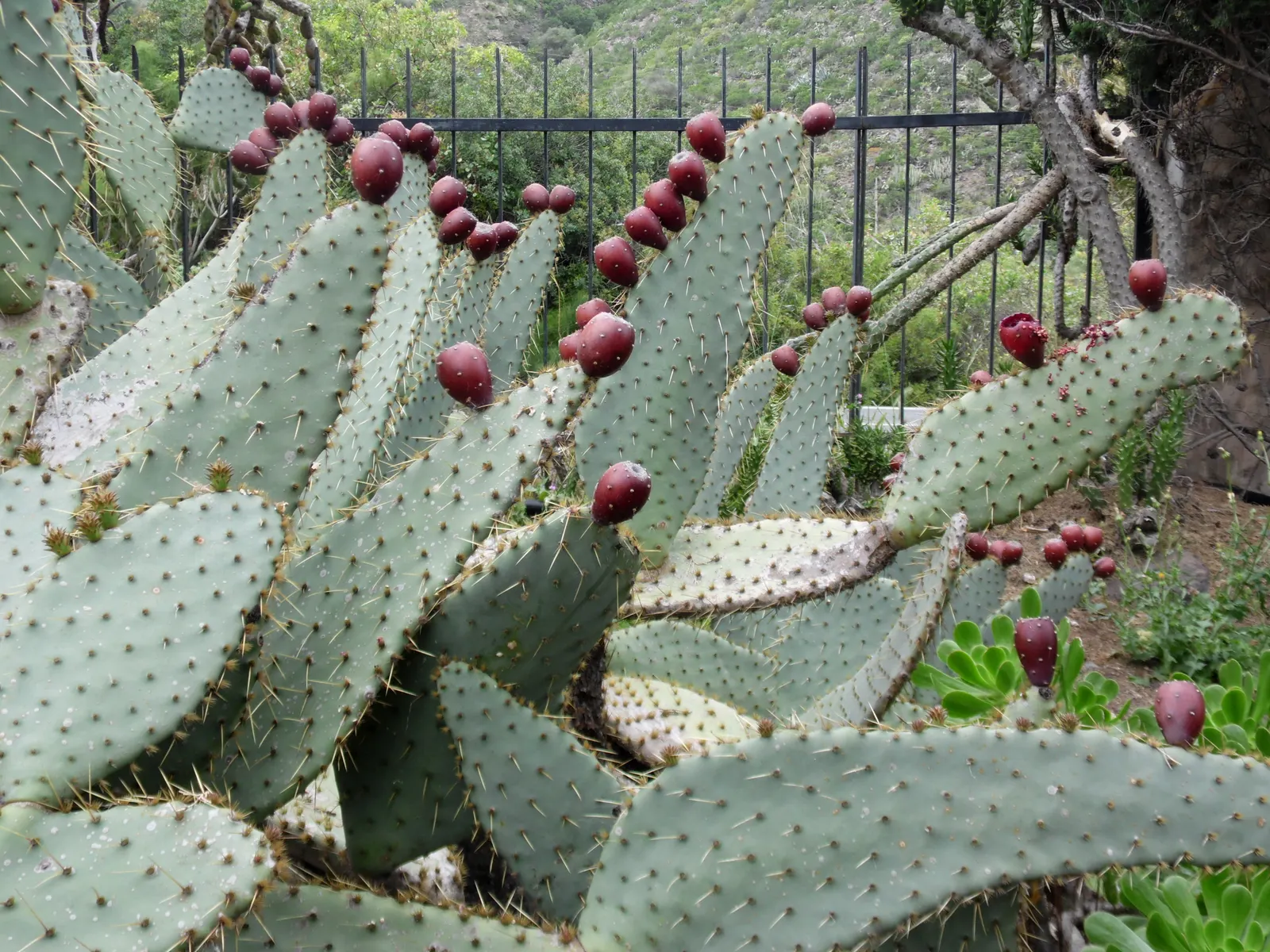 Engelmann's Prickly Pear (Opuntia Engelmannii) — paddle-shaped segments called cladodes
