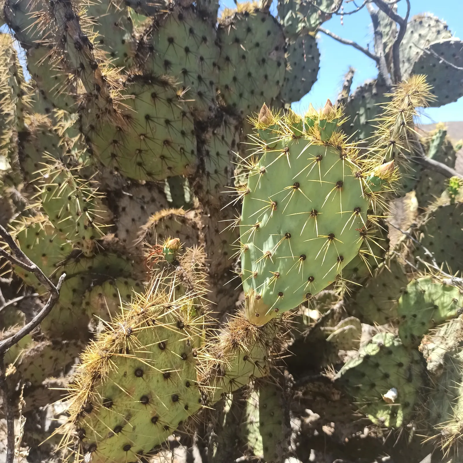 Engelmann's Prickly Pear (Opuntia Engelmannii) — where it can serve both an aesthetic and functional role in the garden.<br><br>[Word Count: 209], image 105