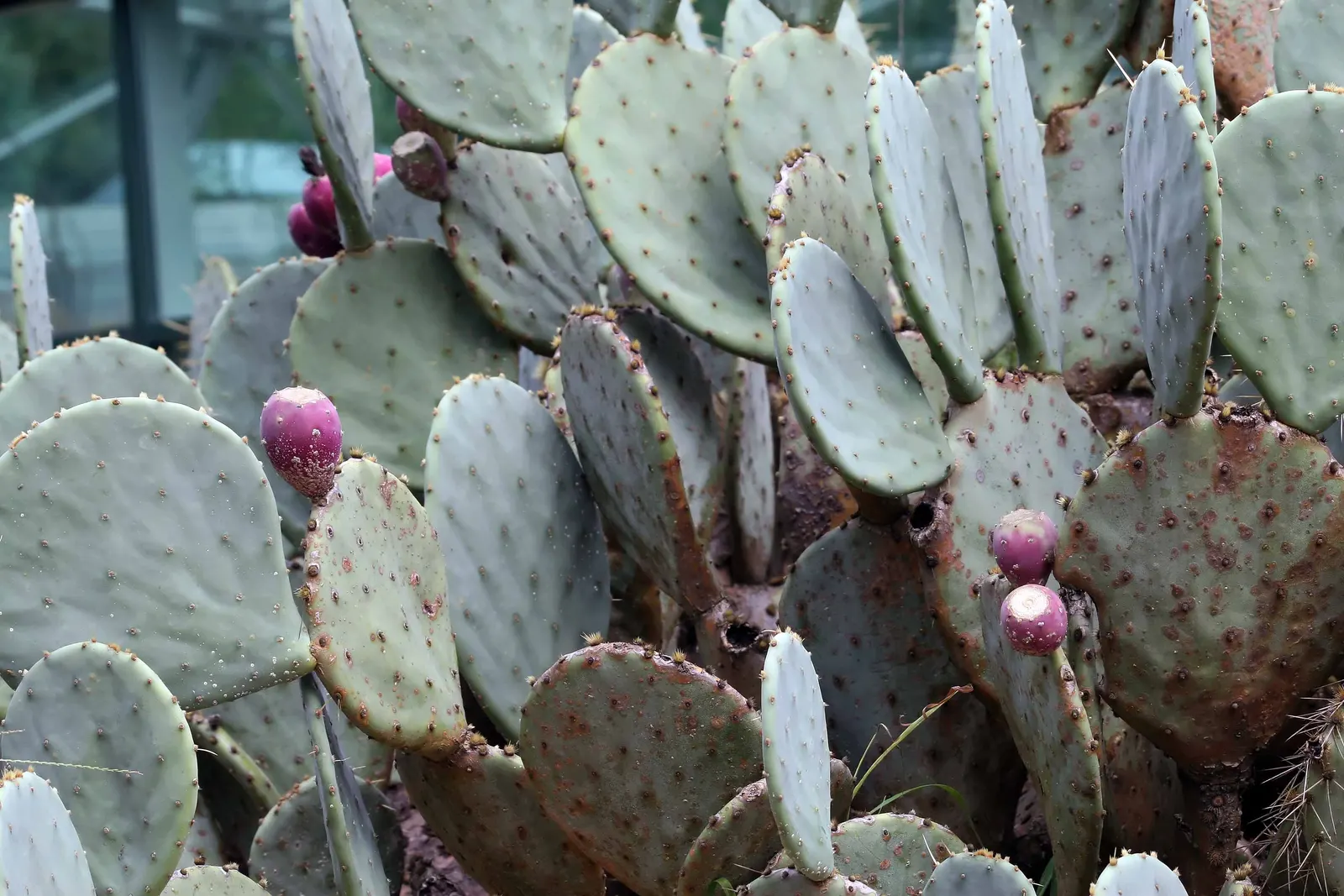Engelmann's Prickly Pear (Opuntia Engelmannii) — ensure to space them adequately