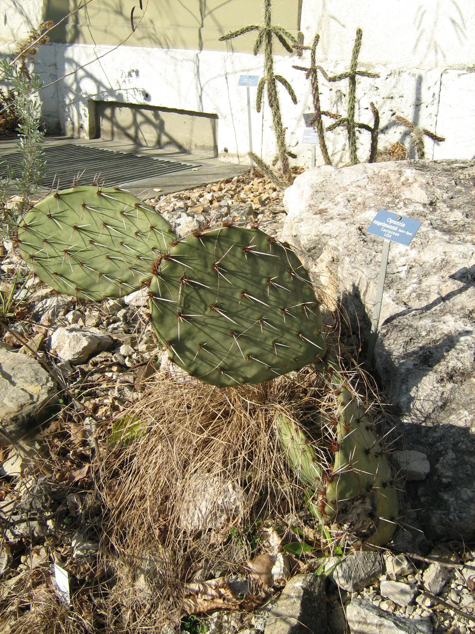 Engelmann's Prickly Pear (Opuntia Engelmannii) — it can reach a height and width between 2 to 5 feet; engelmann's Prickly Pear (Opuntia engelmannii) is a