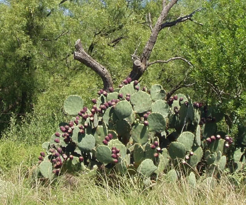 Engelmann's Prickly Pear (Opuntia Engelmannii) — ensure to space them adequately; fleshy pads up to 16 inches long