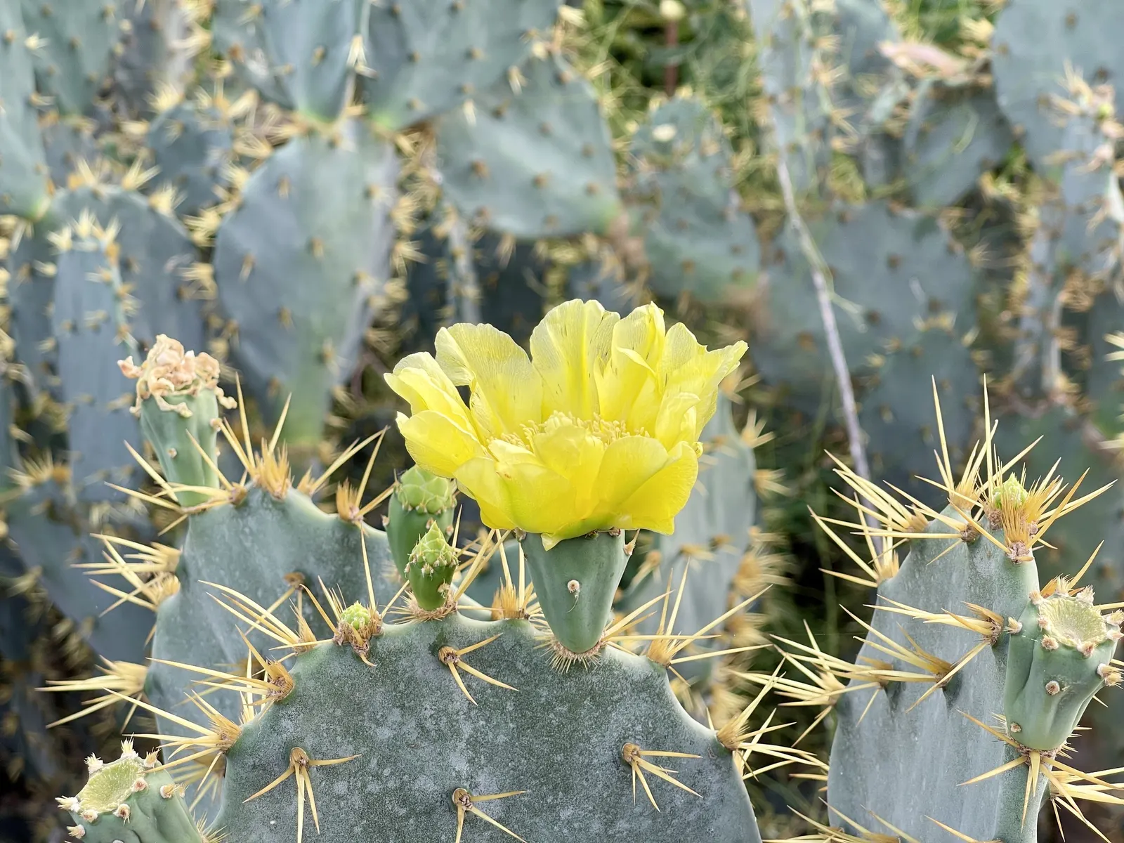 Engelmann's Prickly Pear (Opuntia Engelmannii) — ensure to space them adequately; fleshy pads up to 16 inches long, image 101