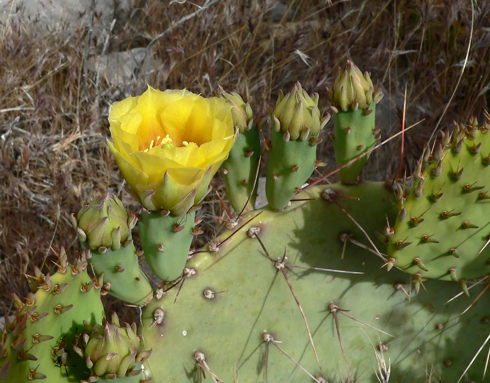Engelmann's Prickly Pear (Opuntia Engelmannii) — reaching 4-6 feet in height and spreading equally wide; typical of its native arid, image 87