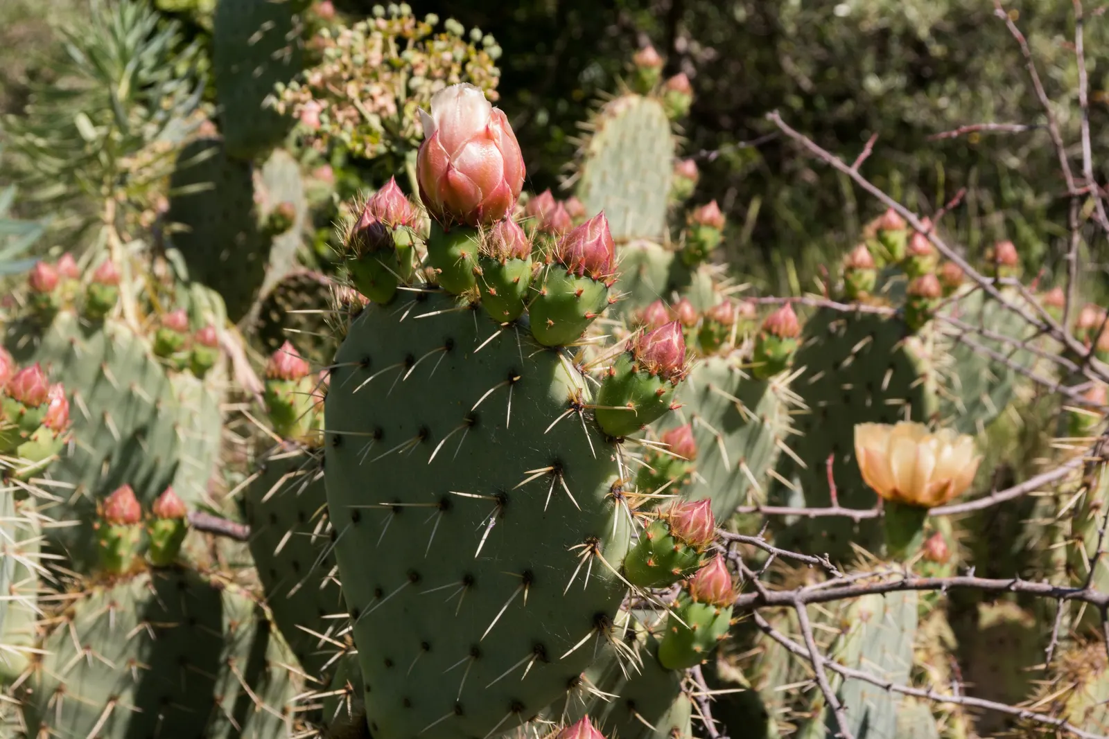 Engelmann's Prickly Pear (Opuntia Engelmannii) — Its architectural form and resilient nature make it an excellent choice for water-wise gardens; it, image 76