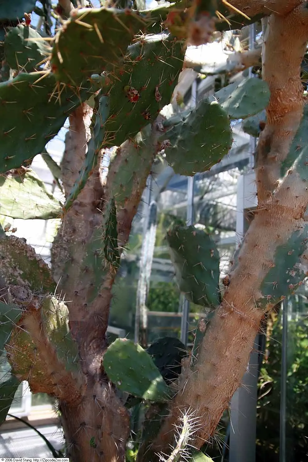 Engelmann's Prickly Pear (Opuntia Engelmannii) — this species bears showy yellow flowers; and they can sometimes exhibit red or purple hues at, image 57