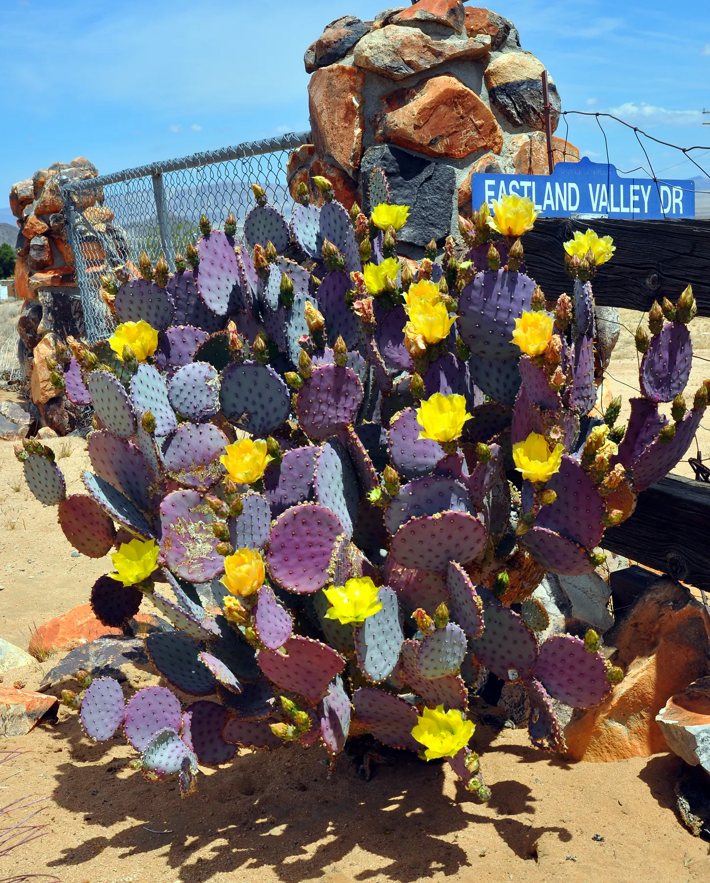 Engelmann's Prickly Pear (Opuntia Engelmannii) — yellow flowers in the garden