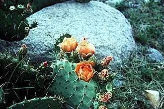 Engelmann's Prickly Pear (Opuntia Engelmannii) — drought-tolerant cactus indigenous to the deserts of the American Southwest; reaching 4-6 feet in, image 63