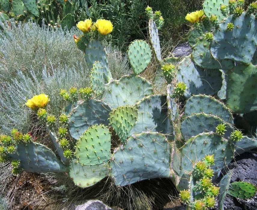 Engelmann's Prickly Pear (Opuntia Engelmannii) — allowing each plant about 4 to 6 feet apart to accommodate their growth and ease maintenance, image 75
