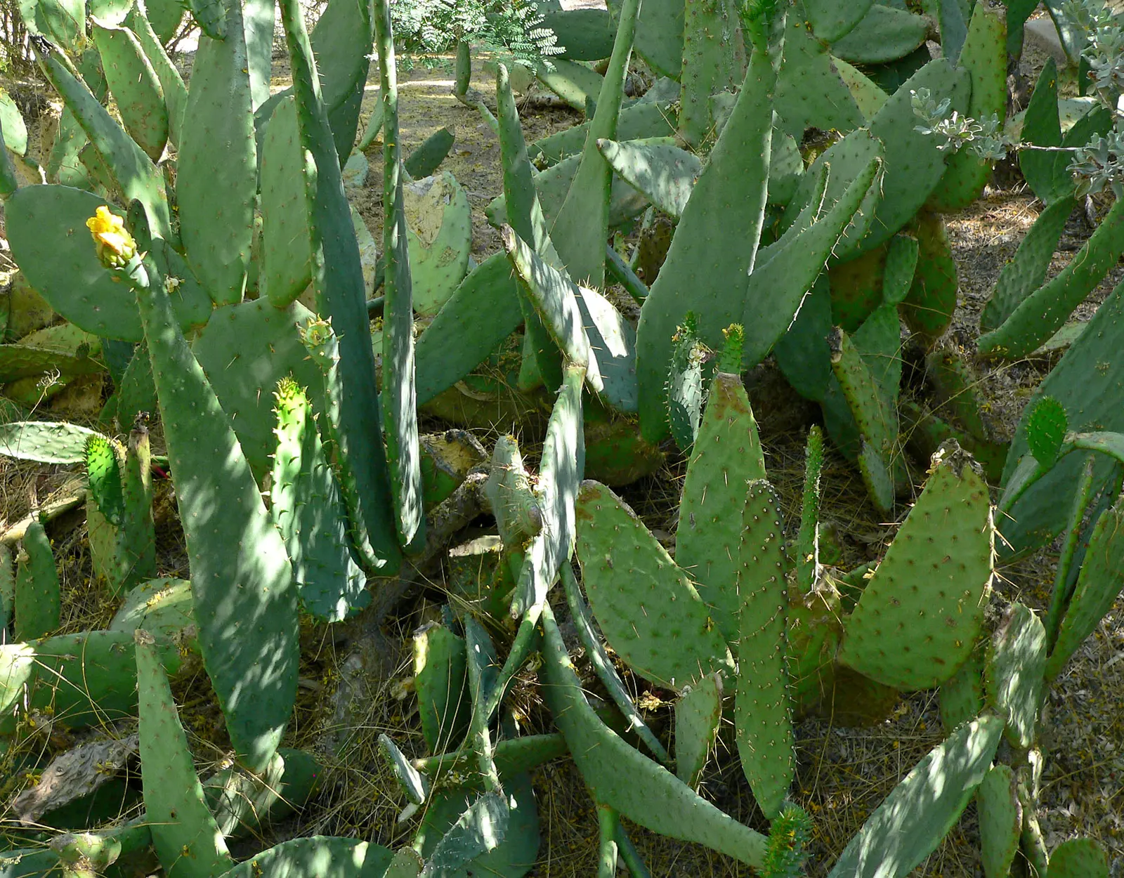 Engelmann's Prickly Pear (Opuntia Engelmannii) — and they can sometimes exhibit red or purple hues at their base