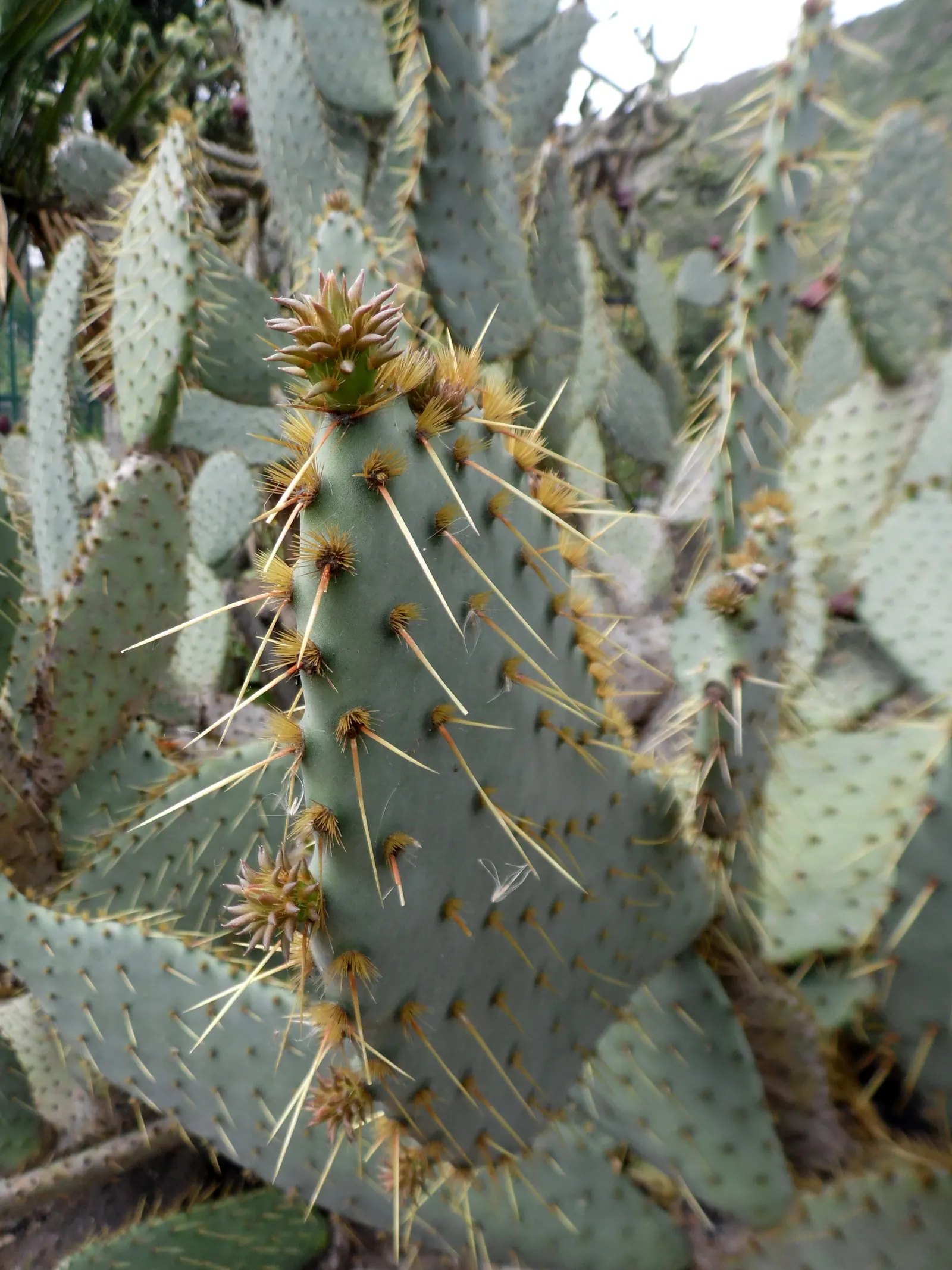 Engelmann's Prickly Pear (Opuntia Engelmannii) — preferring full sun exposure with well-draining soils; ensure to space them adequately, image 92