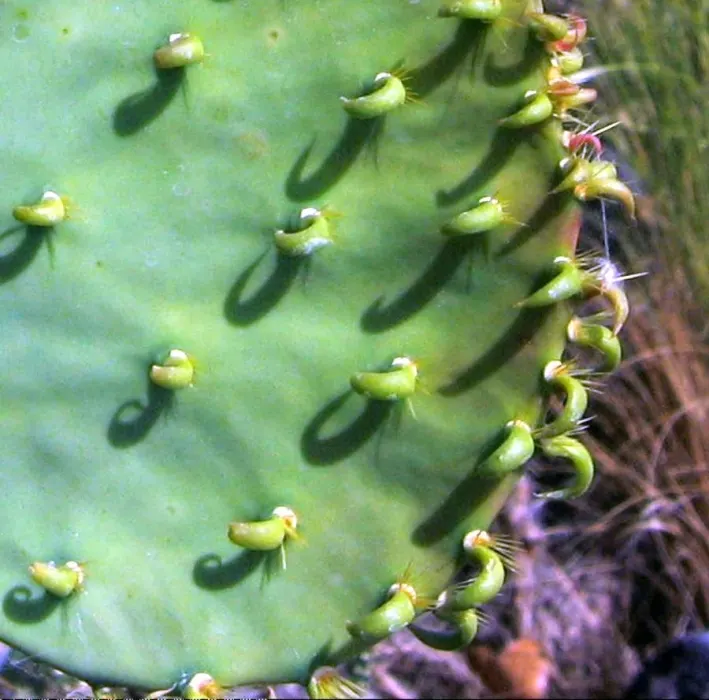 Engelmann's Prickly Pear (Opuntia Engelmannii) — Its low maintenance nature and drought tolerance make it a practical, attractive choice for, image 61