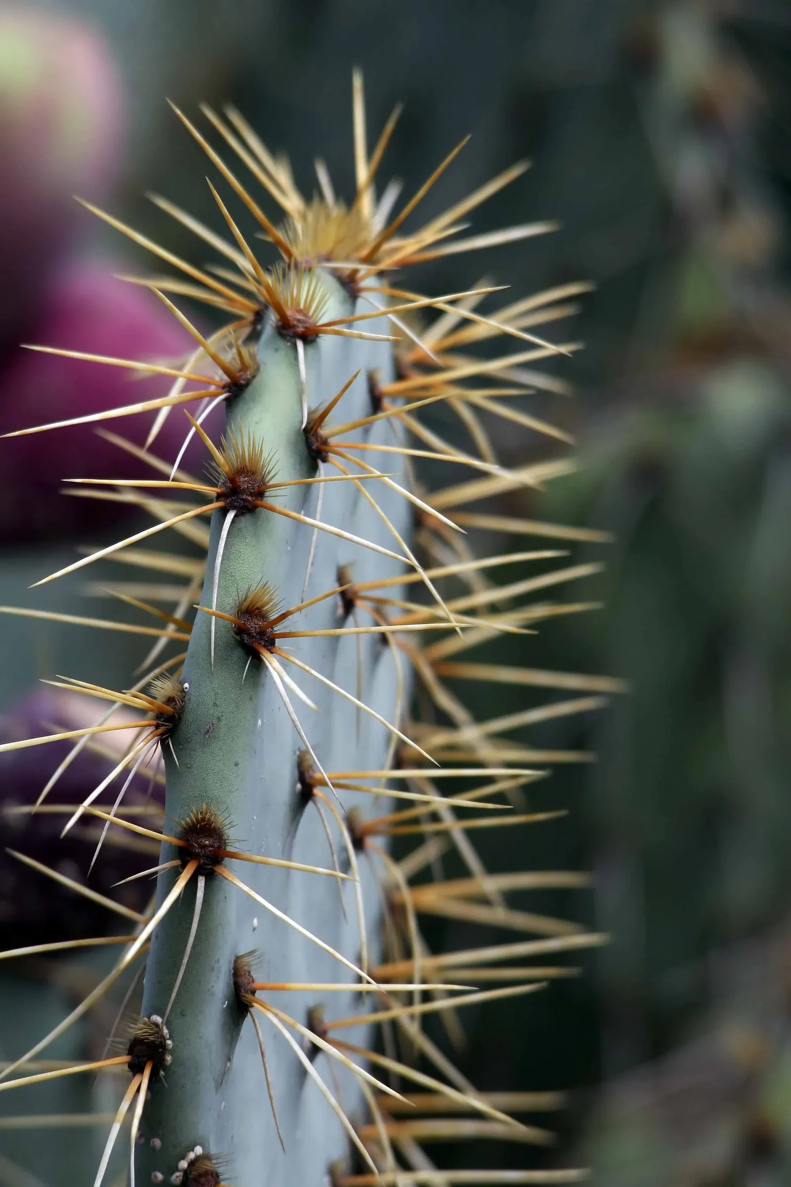 Engelmann's Prickly Pear (Opuntia Engelmannii) — scientifically named Opuntia engelmannii; cactus with yellow blooms, image 89
