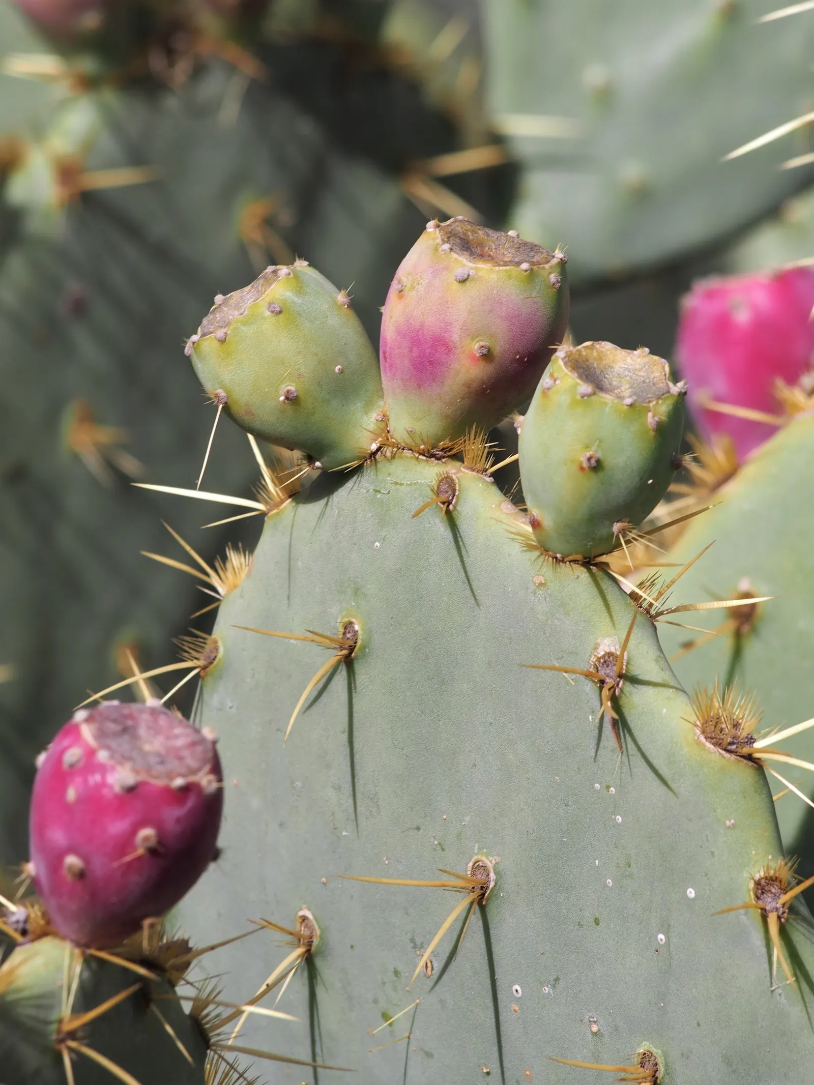 Engelmann's Prickly Pear (Opuntia Engelmannii) — which can grow up to 16 inches in length and about 6 to 12 inches across, image 68