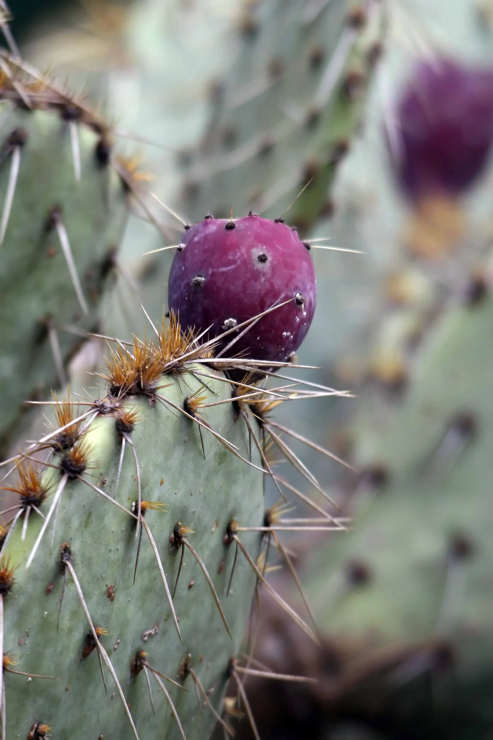 Engelmann's Prickly Pear (Opuntia Engelmannii) — typical of its native arid landscapes.<br><br>Characteristically; cactus for full, image 93