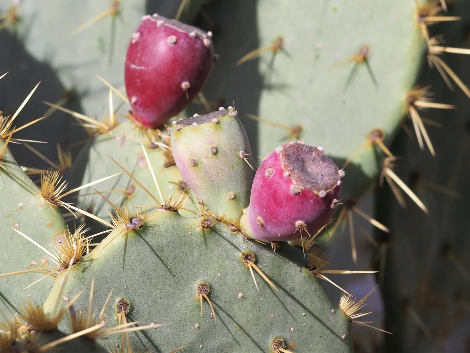 Engelmann's Prickly Pear (Opuntia Engelmannii) — Engelmann's Prickly Pear (Opuntia engelmannii) is a resilient cactus, ideal for arid landscapes, image 55