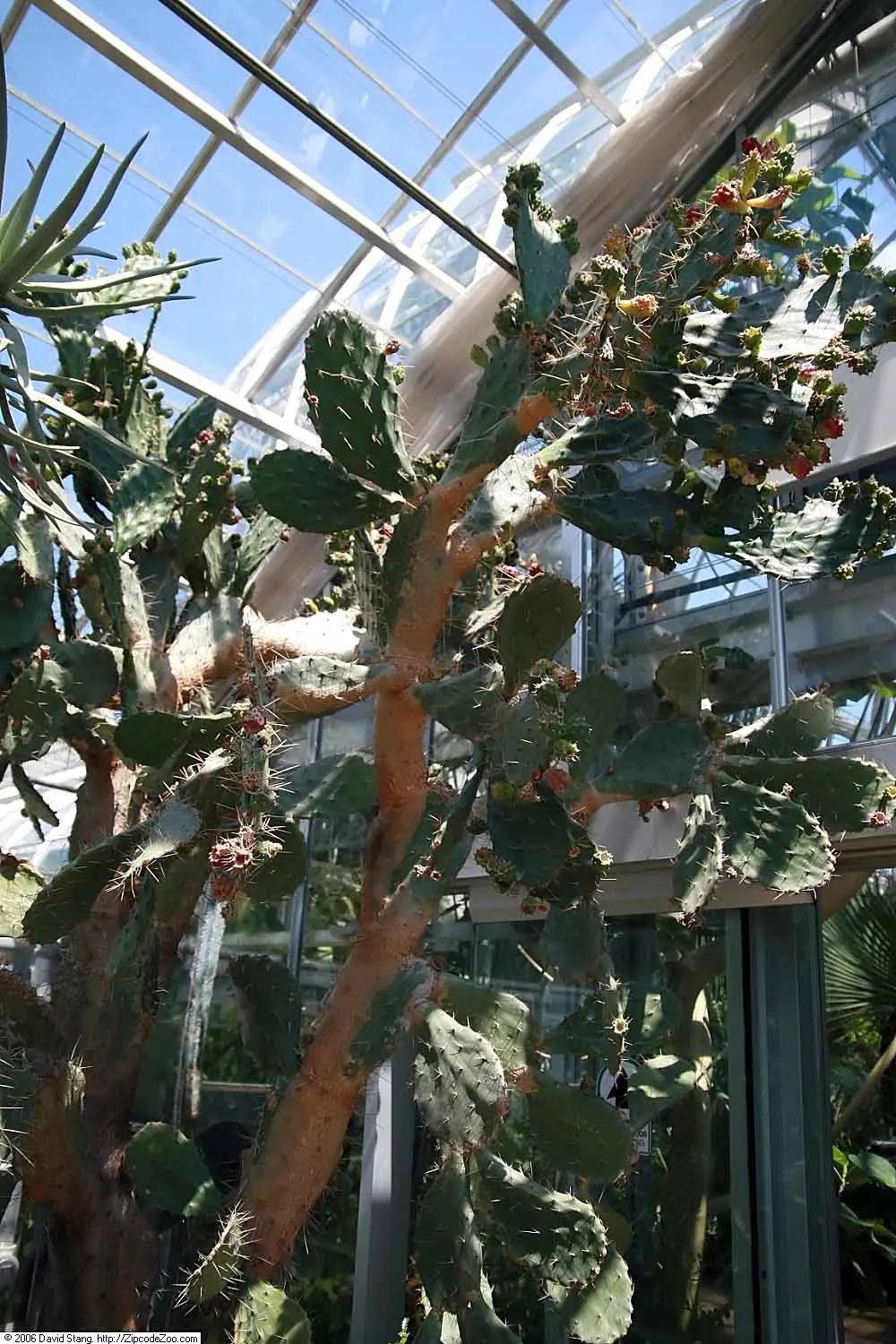 Engelmann's Prickly Pear (Opuntia Engelmannii) — drought-tolerant cactus indigenous to the deserts of the American Southwest