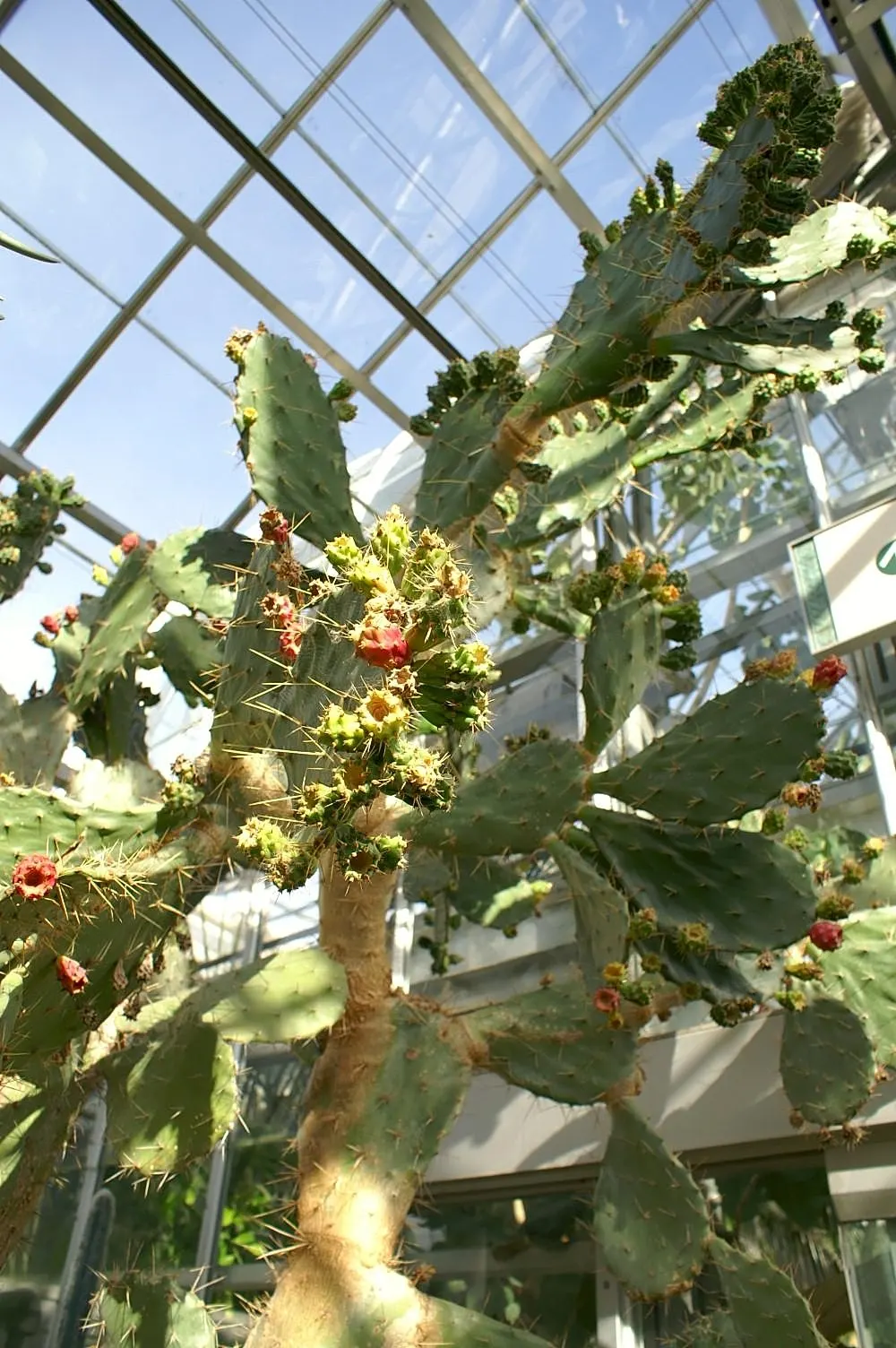 Engelmann's Prickly Pear (Opuntia Engelmannii) — transitioning to purple-tinged