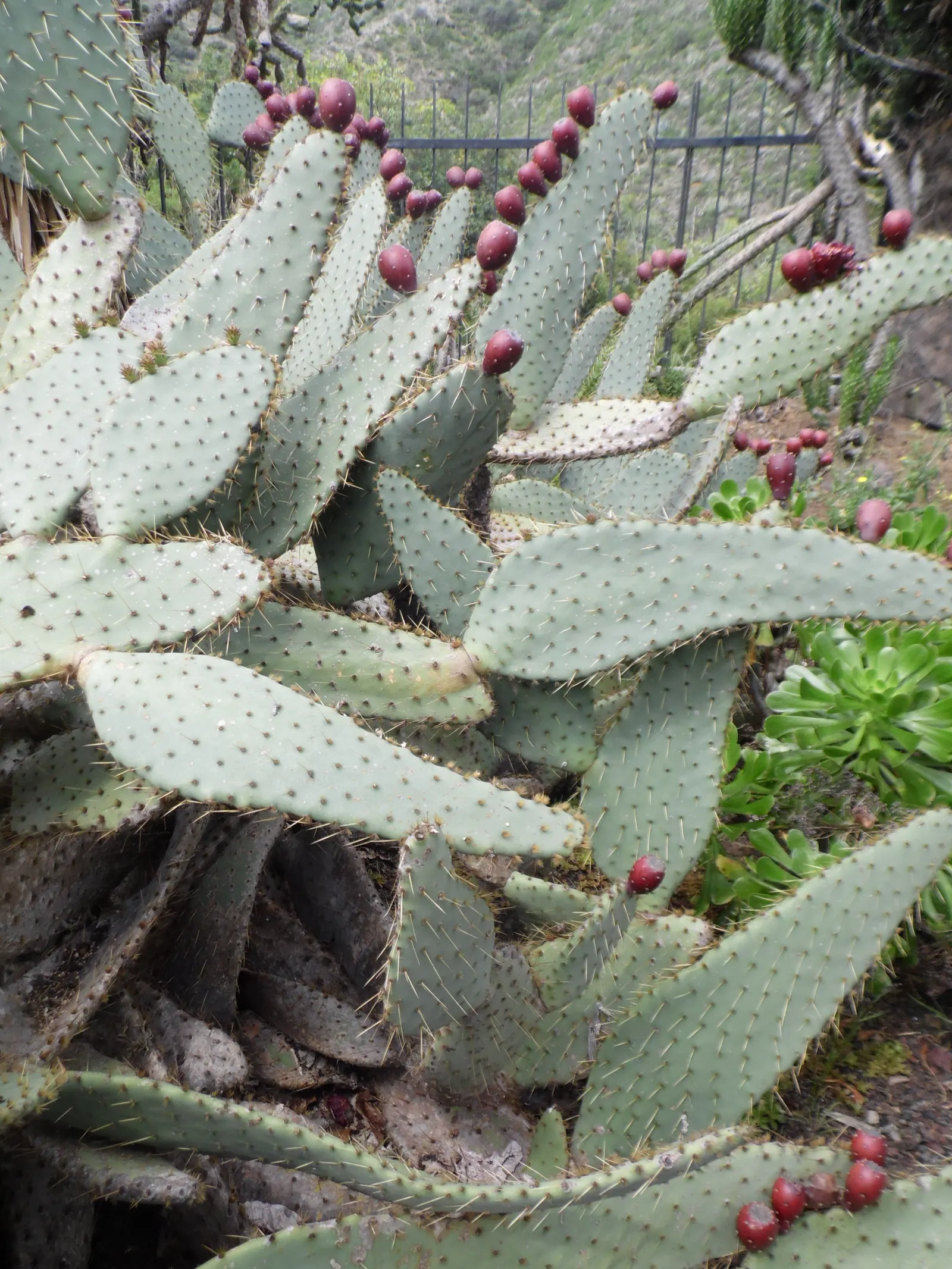 Engelmann's Prickly Pear (Opuntia Engelmannii) — Following the flowering period; its architectural form and resilient nature make it an excellent, image 100