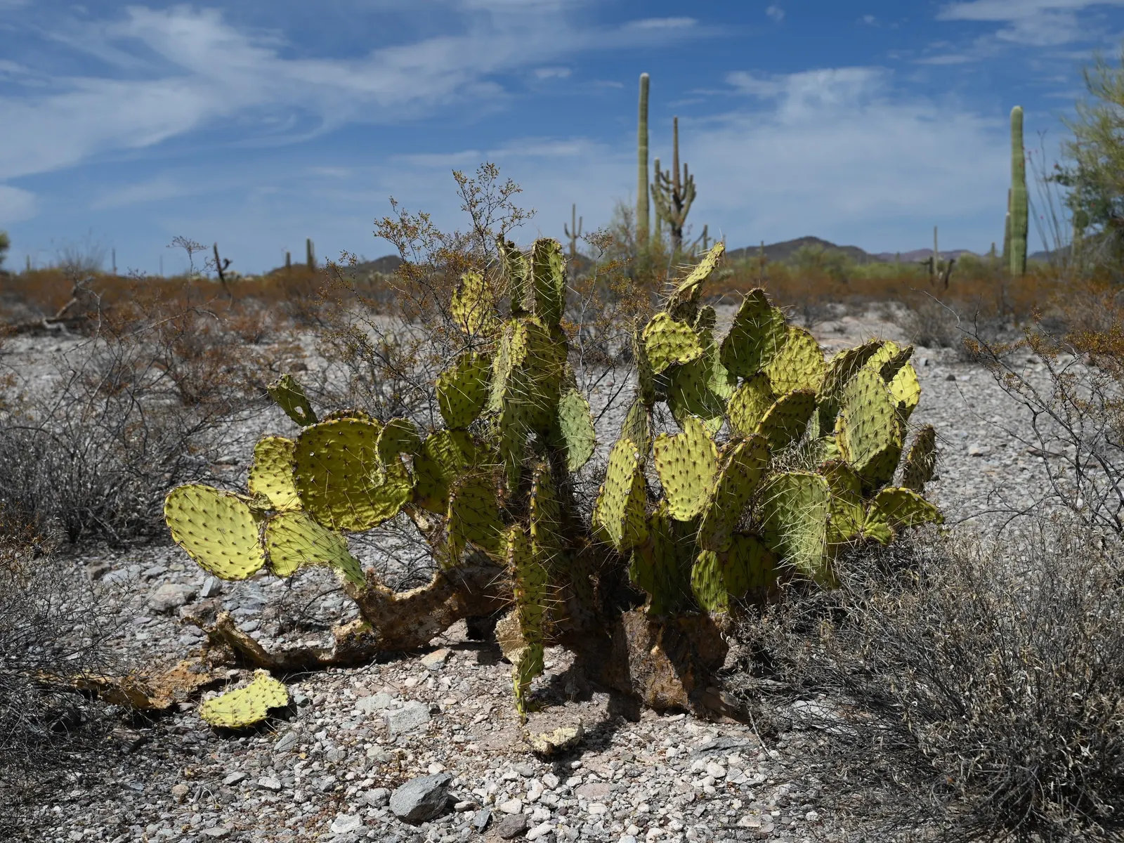 Engelmann's Prickly Pear (Opuntia Engelmannii) — allowing each plant about 4 to 6 feet apart to accommodate their growth and ease maintenance