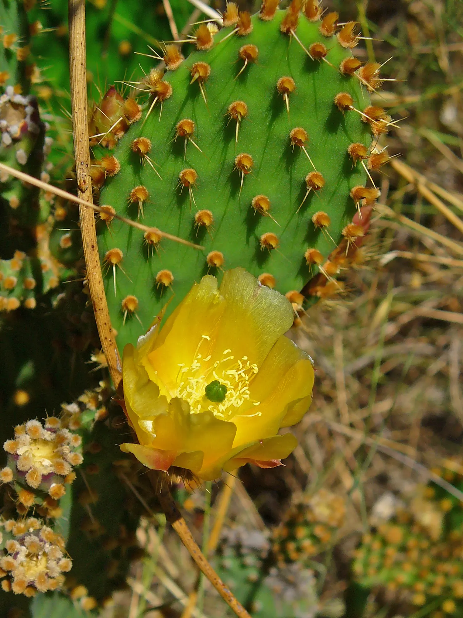 Engelmann's Prickly Pear (Opuntia Engelmannii) — transitioning to purple-tinged; yellow flowers in the garden