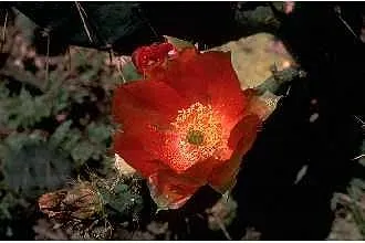 Engelmann's Prickly Pear (Opuntia Engelmannii) — fleshy pads up to 16 inches long; preferring full sun exposure with well-draining soils, image 56