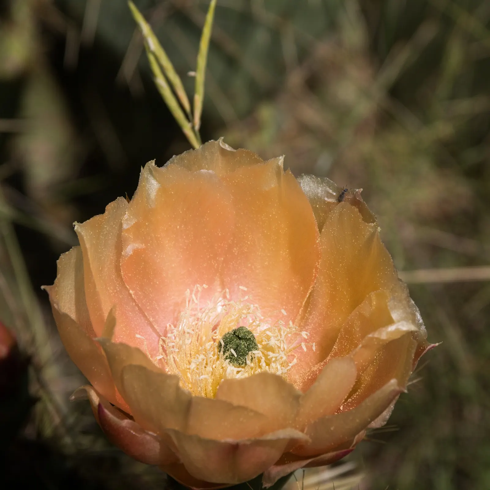 Engelmann's Prickly Pear (Opuntia Engelmannii) — reaching 4-6 feet in height and spreading equally wide; typical of its native arid, image 60