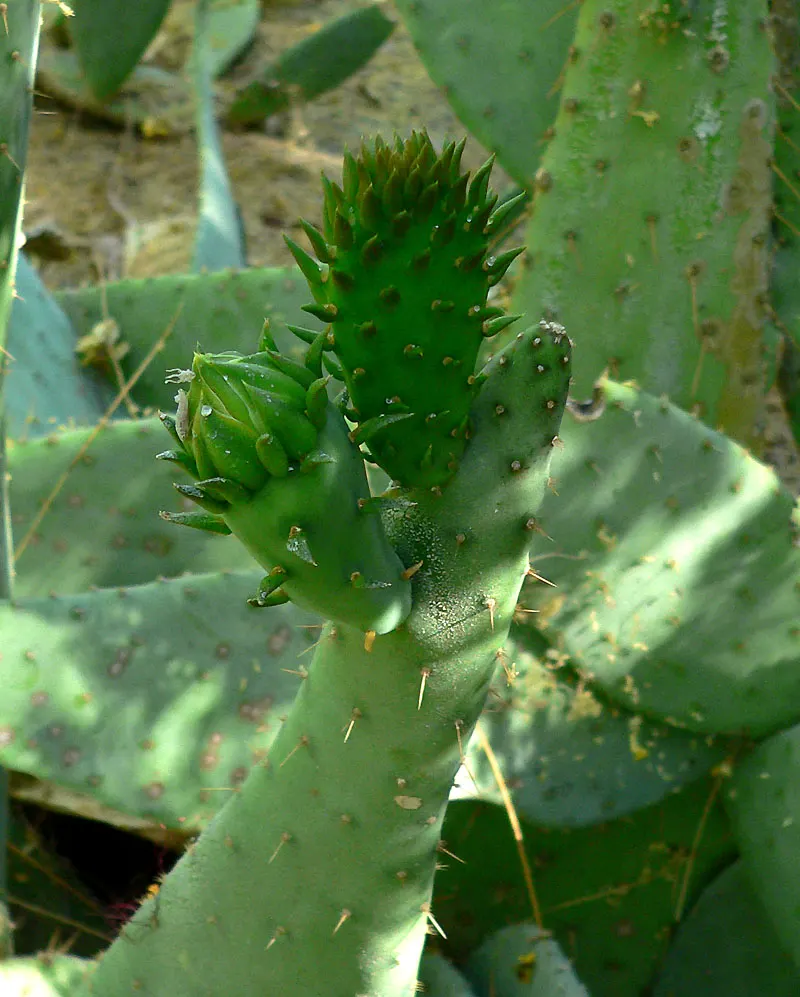 Engelmann's Prickly Pear (Opuntia Engelmannii) — Engelmann's Prickly Pear (Opuntia engelmannii) is a resilient cactus, ideal for arid landscapes; transitioning