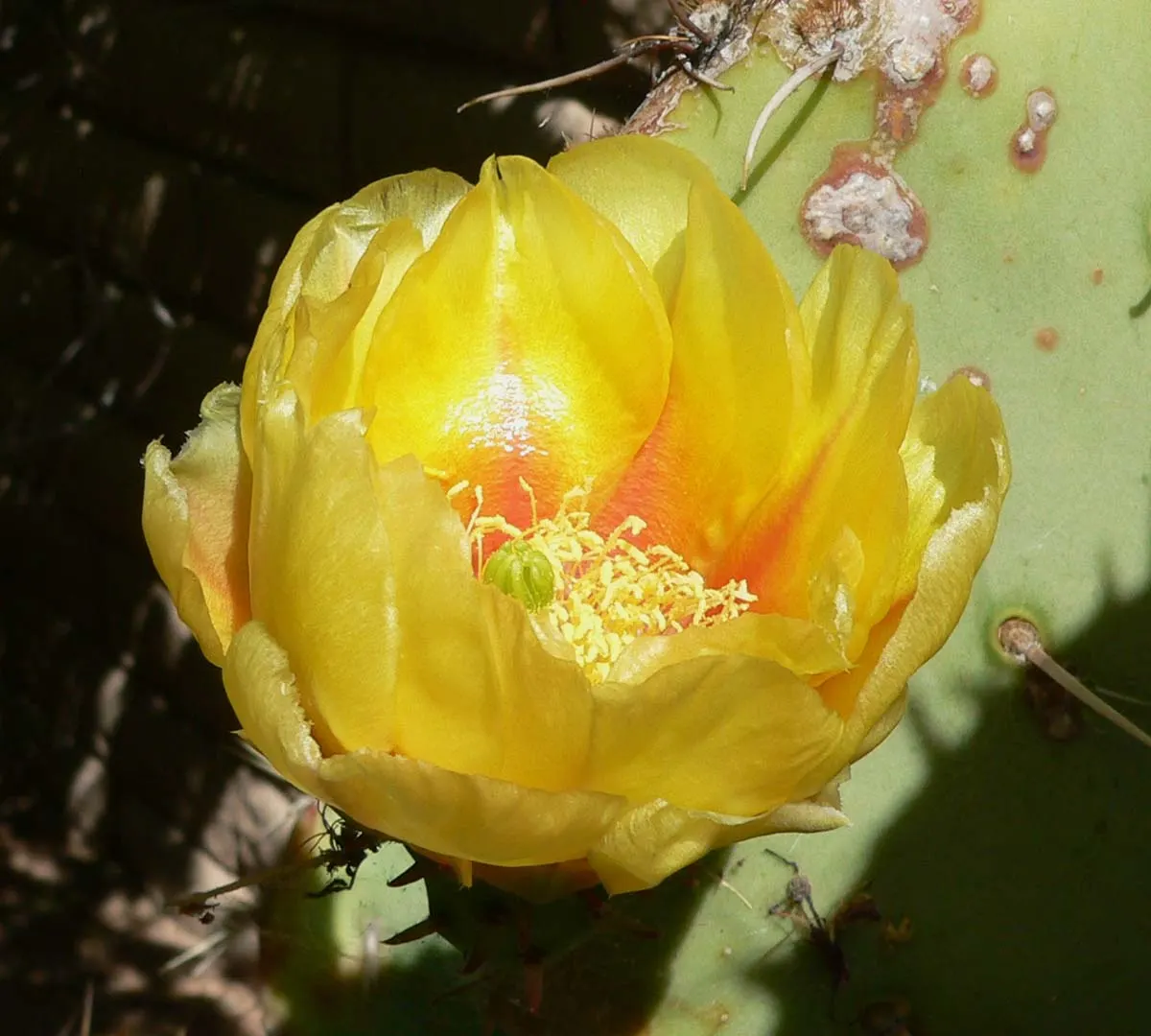 Engelmann's Prickly Pear (Opuntia Engelmannii) — and they can sometimes exhibit red or purple hues at their base; these blue-green pads are covered in clusters
