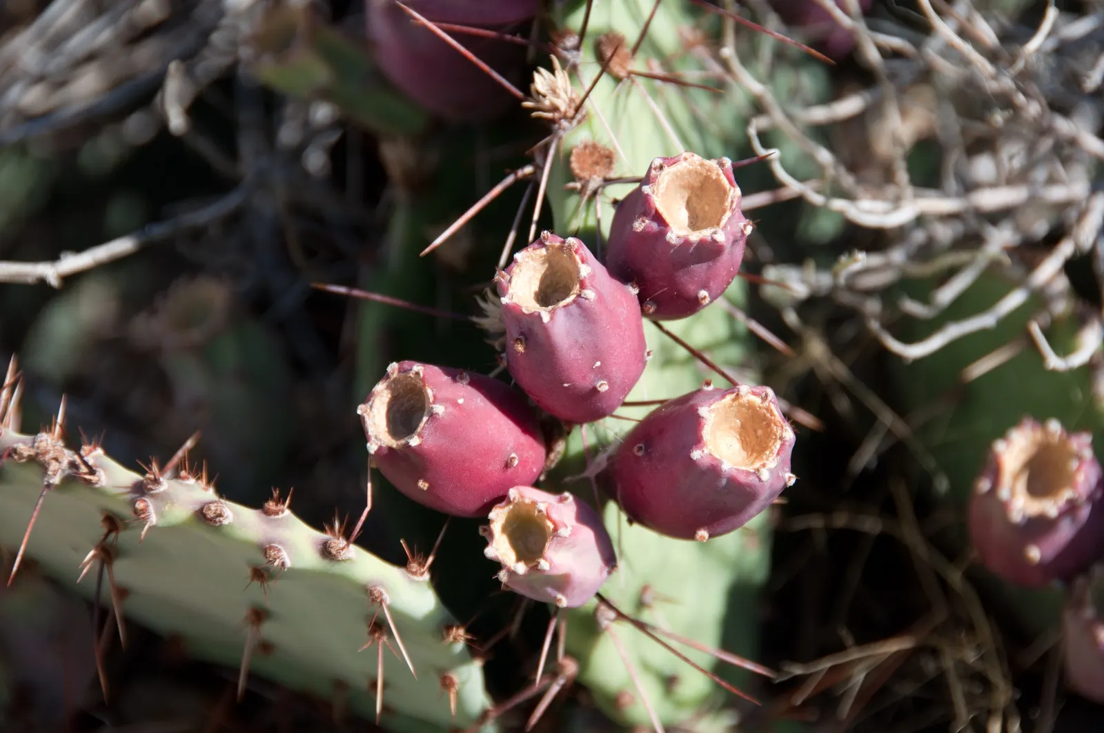 Engelmann's Prickly Pear (Opuntia Engelmannii) — it thrives in full sun with minimal water, image 59