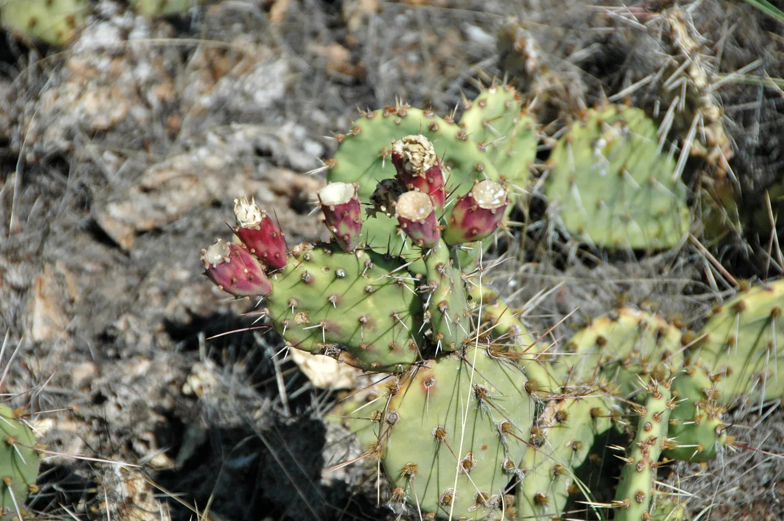 Engelmann's Prickly Pear (Opuntia Engelmannii) — scientifically named Opuntia engelmannii