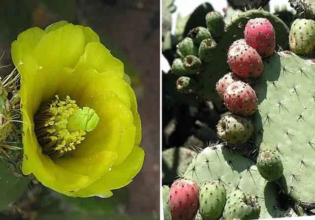 Engelmann's Prickly Pear (Opuntia Engelmannii) — this species bears showy yellow flowers; and they can sometimes exhibit red or purple hues at their base