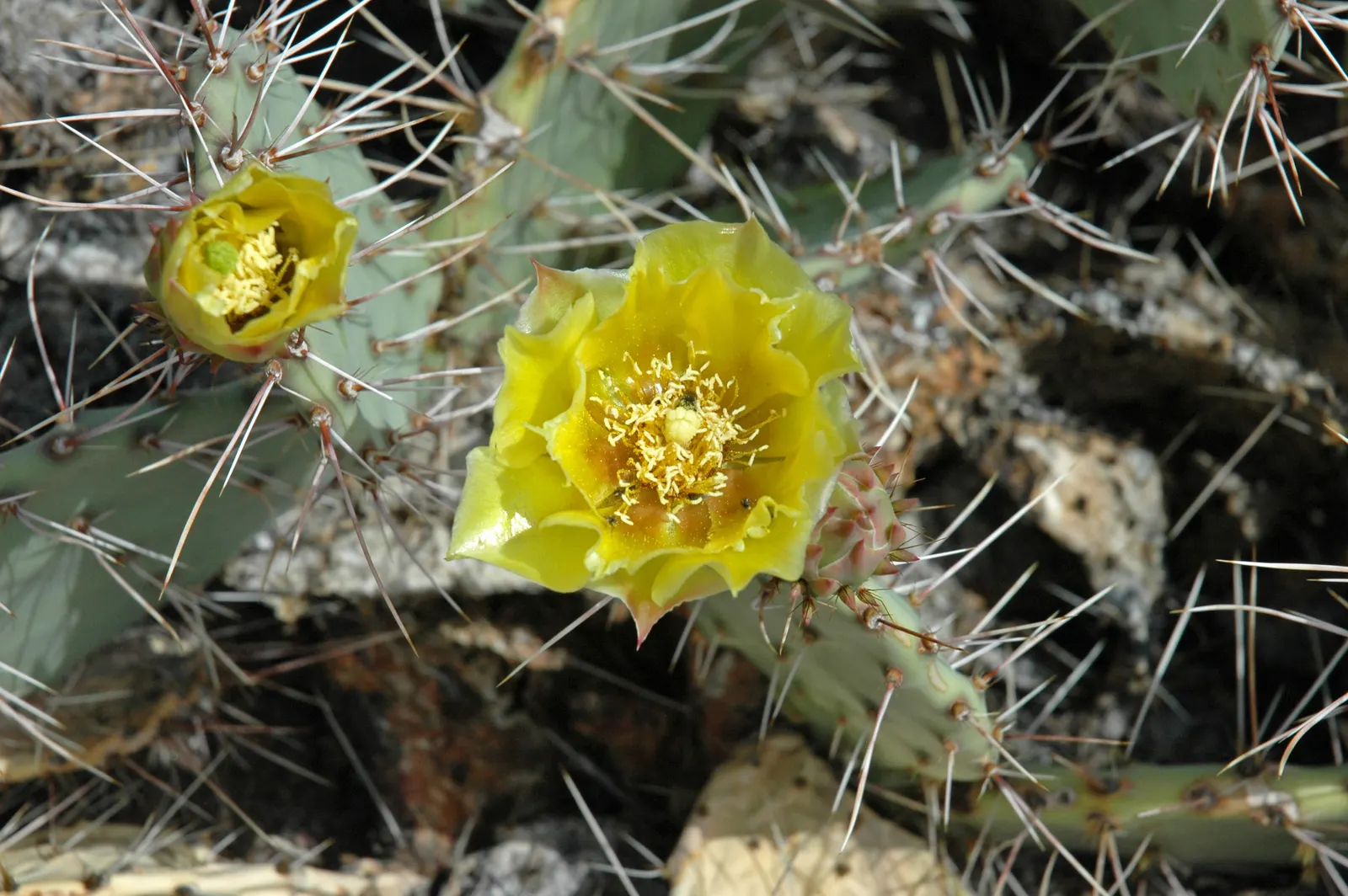 Engelmann's Prickly Pear (Opuntia Engelmannii) — cactus for full; where it can serve both an aesthetic and functional role in the, image 81