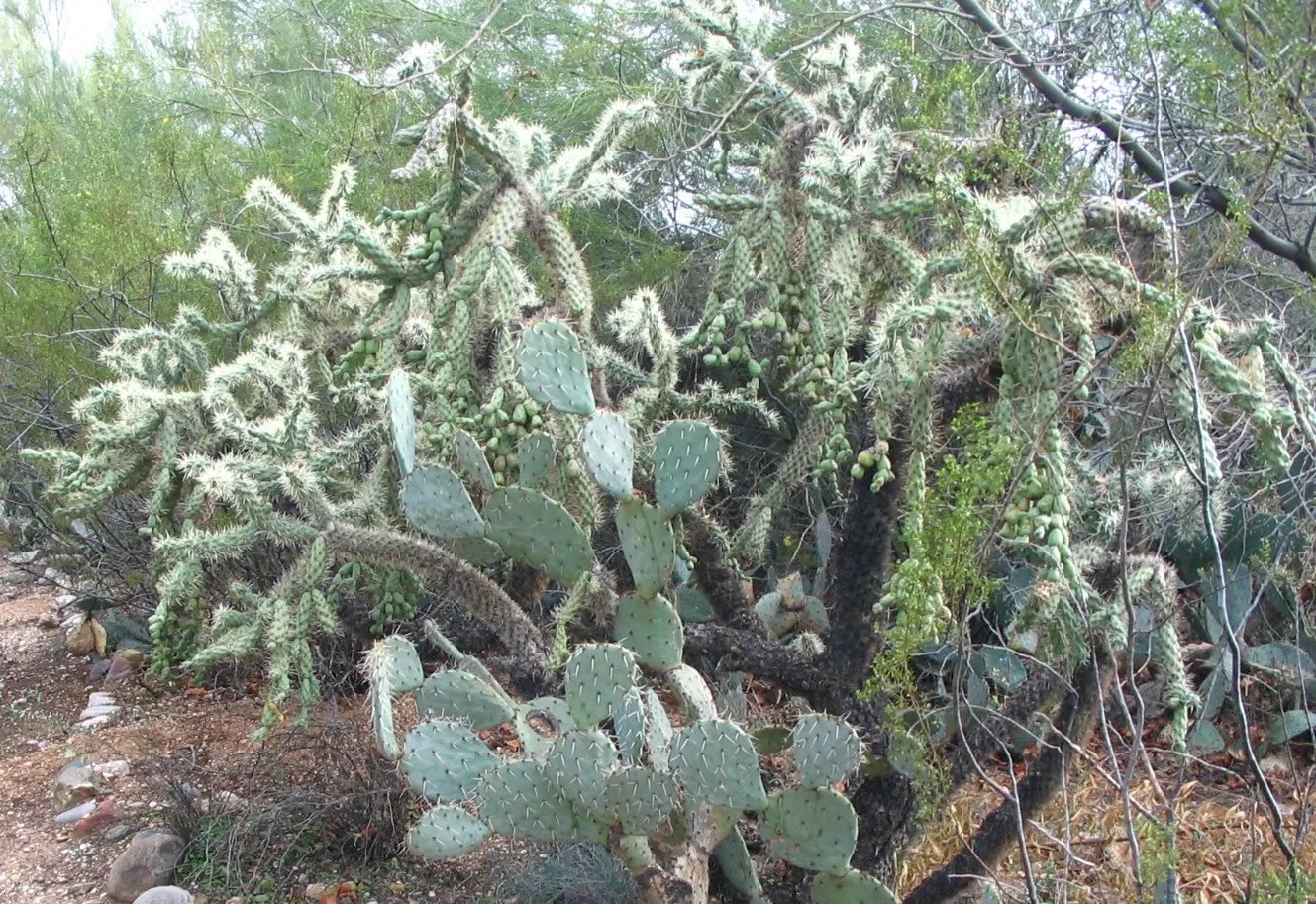 Engelmann's Prickly Pear (Opuntia Engelmannii) — paddle-shaped segments called cladodes; its low maintenance nature and drought tolerance make it a, image 94