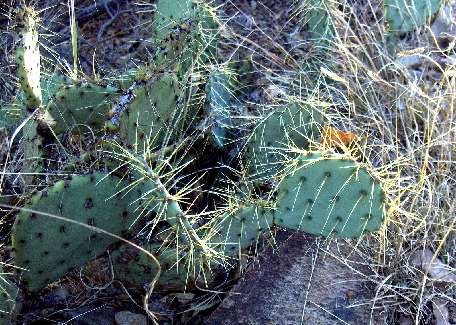 Engelmann's Prickly Pear (Opuntia Engelmannii) — it thrives in full sun with minimal water, image 86
