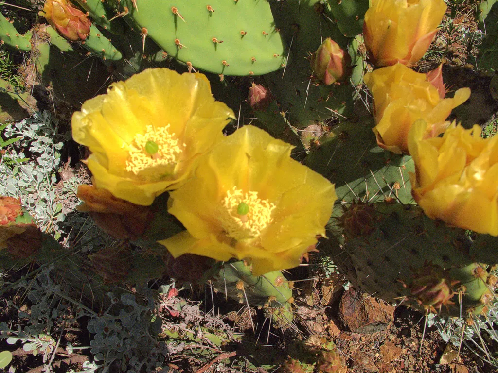 Engelmann's Prickly Pear (Opuntia Engelmannii) — cactus for full; where it can serve both an aesthetic and functional role in the garden.<br><br>[Word Count