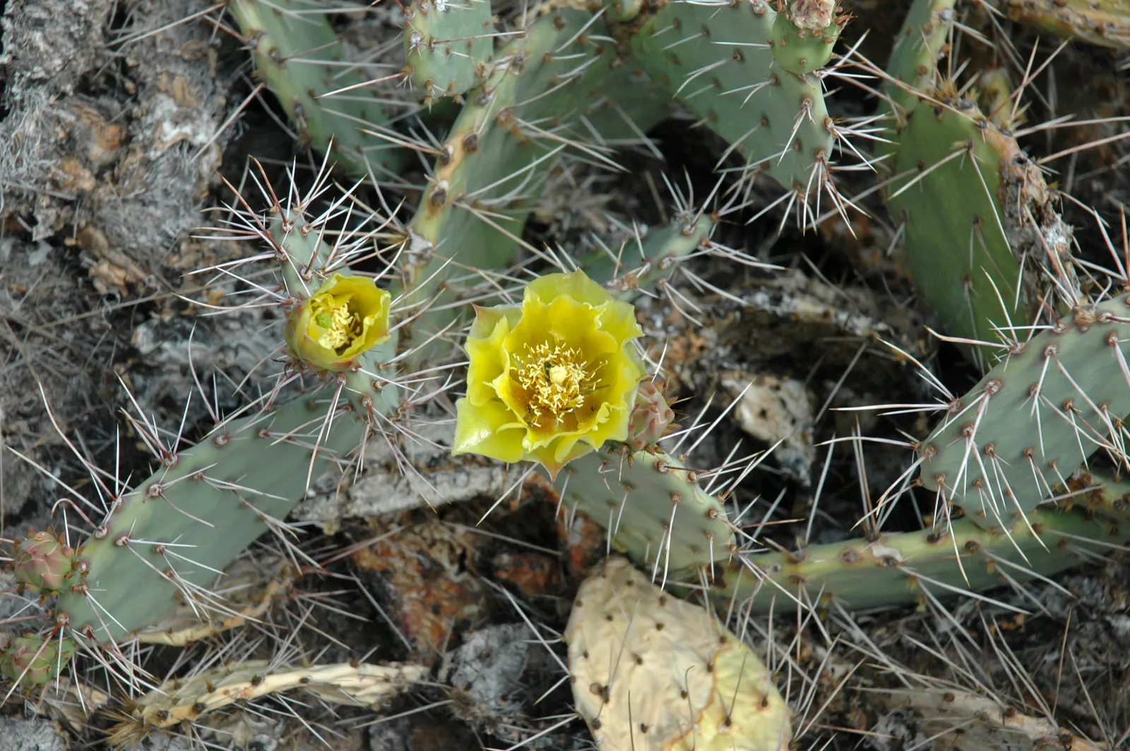 Engelmann's Prickly Pear (Opuntia Engelmannii) — and desert-themed landscapes