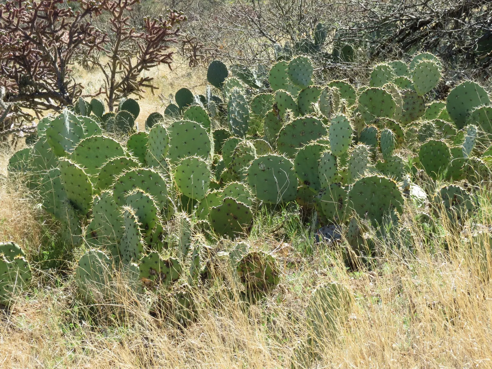 Engelmann's Prickly Pear (Opuntia Engelmannii) — transitioning to purple-tinged; yellow flowers in the garden, image 85
