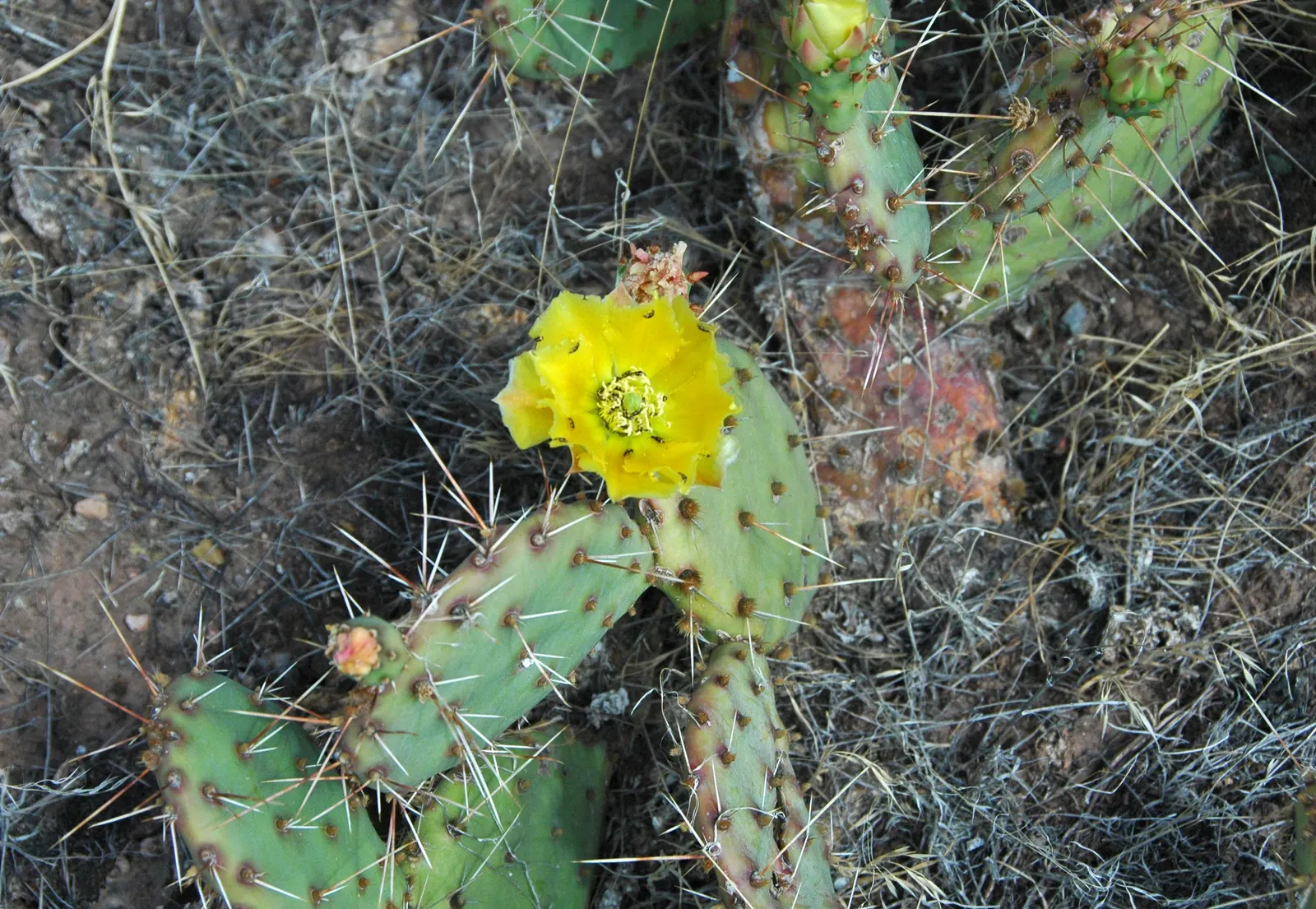 Engelmann's Prickly Pear (Opuntia Engelmannii) — These blue-green pads are covered in clusters of small spines known as glochids, requiring careful handling