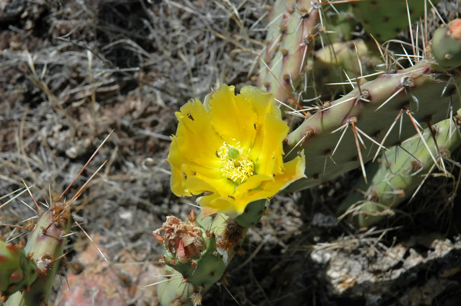 Engelmann's Prickly Pear (Opuntia Engelmannii) — Its low maintenance nature and drought tolerance make it a practical, attractive choice for, image 88